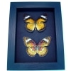 Cethosia cyane Set Leopard Lacewing Butterflies Moonlight Display Framed Taxidermy