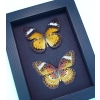 Cethosia cyane Set Leopard Lacewing Butterflies Moonlight Display Framed Taxidermy