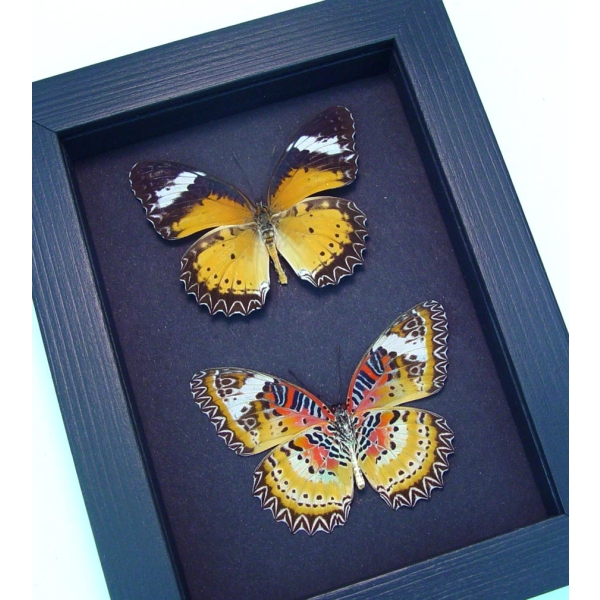 Cethosia cyane Set Leopard Lacewing Butterflies Moonlight Display Framed Taxidermy