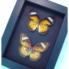 Cethosia cyane Set Leopard Lacewing Butterflies Moonlight Display Framed Taxidermy