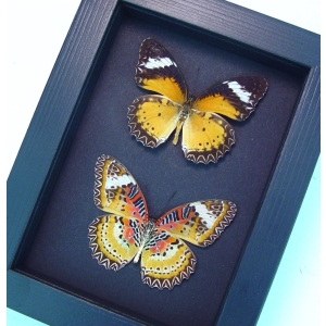 Cethosia cyane Set Leopard Lacewing Butterflies Moonlight Display Framed Taxidermy