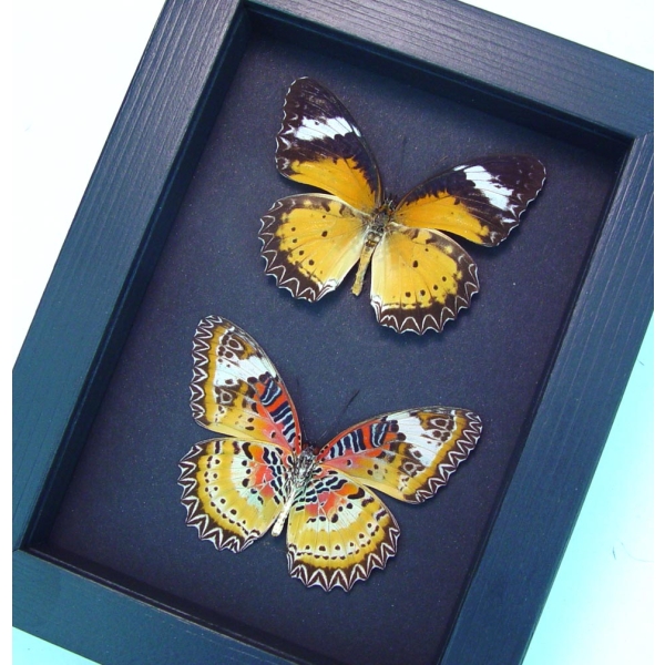 Cethosia cyane Set Leopard Lacewing Butterflies Moonlight Display Framed Taxidermy