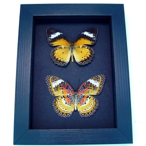 Cethosia cyane Set Leopard Lacewing Butterflies Moonlight Display Framed Taxidermy
