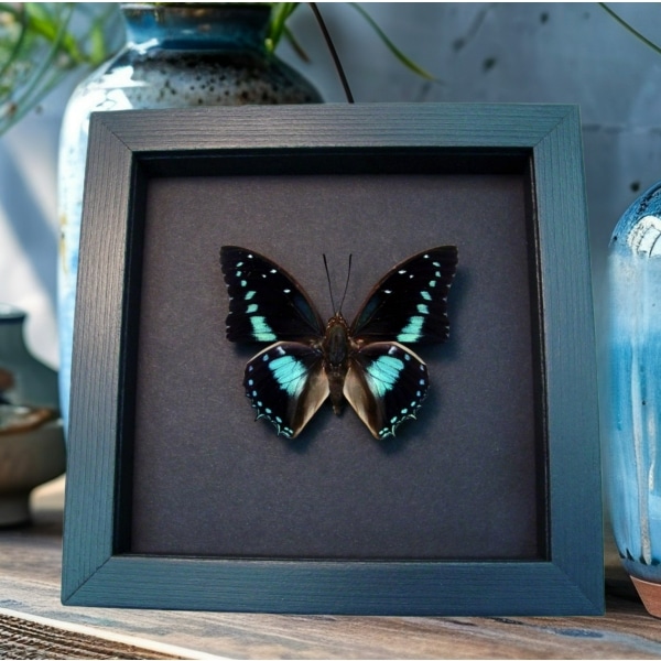 Charaxes imperialis Imperial Blue Butterfly Framed Taxidermy Moonlight Display