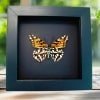 Mexican Silverspot Butterfly Dione moneta verso Framed Taxidermy Moonlight Display