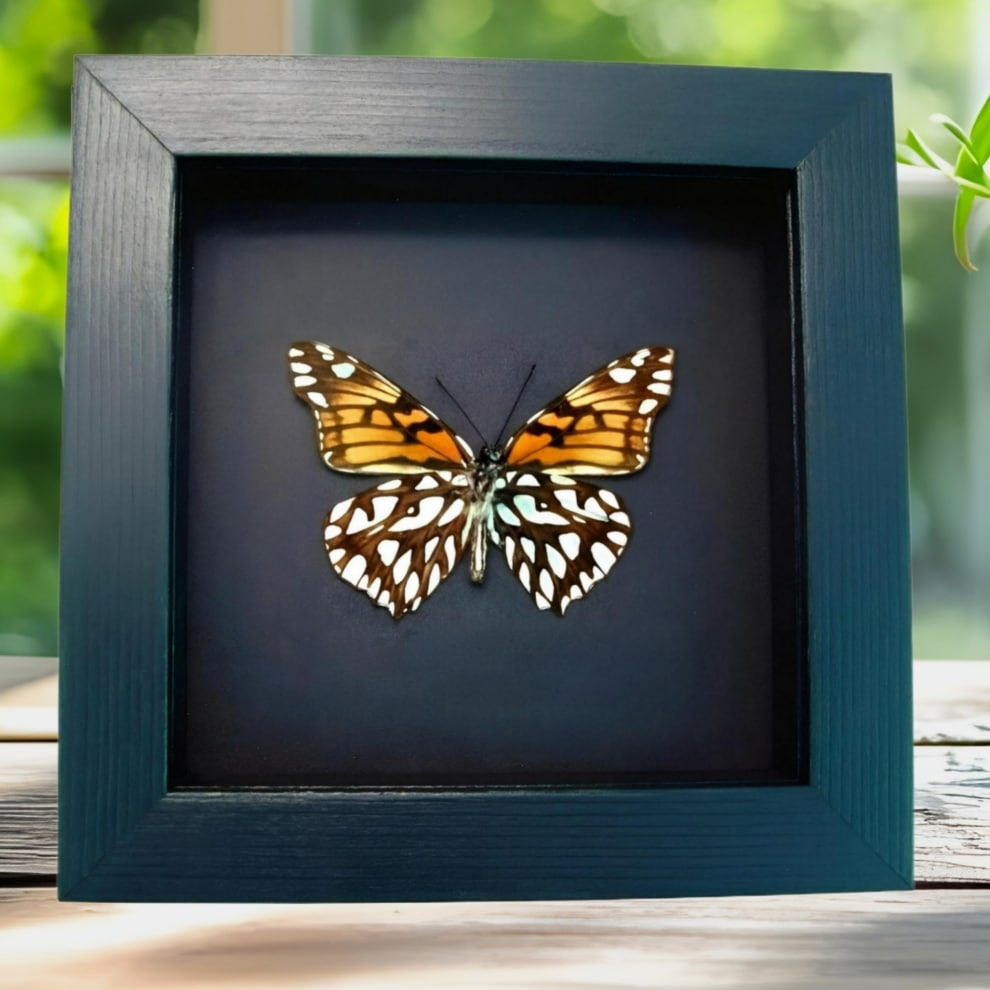 Mexican Silverspot Butterfly Dione moneta verso Framed Taxidermy Moonlight Display Mexican Silverspot Butterfly Dione moneta verso Framed Taxidermy Moonlight Display