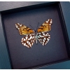 Dione moneta verso Mexican Silverspot Butterfly Moonlight Display Framed Taxidermy