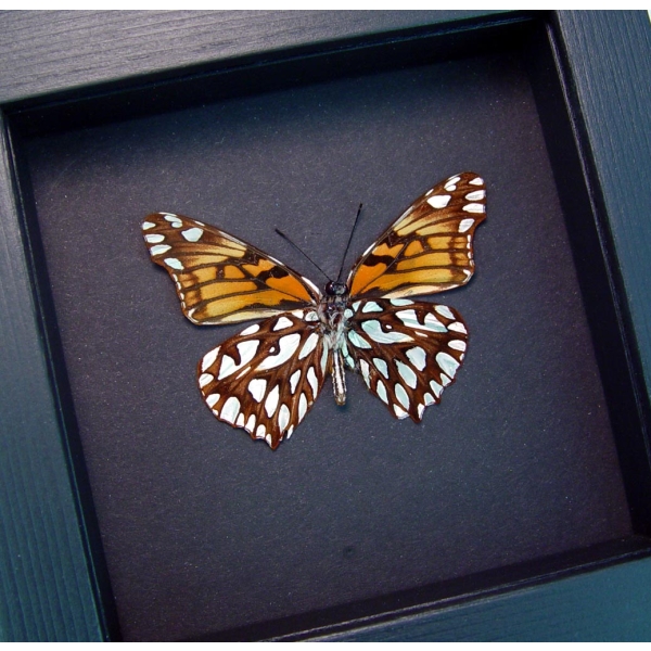 Dione moneta verso Mexican Silverspot Butterfly Moonlight Display Framed Taxidermy