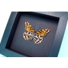 Dione moneta verso Mexican Silverspot Butterfly Moonlight Display Framed Taxidermy Species: Dione moneta verso Common Name: Mexican Silverspot Native Origin: North America Frame Color: black