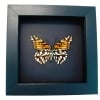 Mexican Silverspot Butterfly Dione moneta verso Framed Taxidermy Moonlight Display