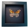 Mexican Silverspot Butterfly Dione moneta verso Framed Taxidermy Moonlight Display