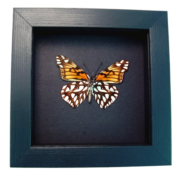 Mexican Silverspot Butterfly Dione moneta verso Framed Taxidermy Moonlight Display