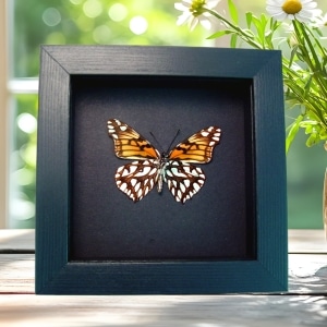 Mexican Silverspot Butterfly Dione moneta verso Framed Taxidermy Moonlight Display