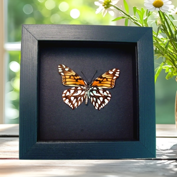 Mexican Silverspot Butterfly Dione moneta verso Framed Taxidermy Moonlight Display