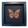 Real Framed Butterfly Euphaedra hollandi Female Pink African Insect Moonlight Display