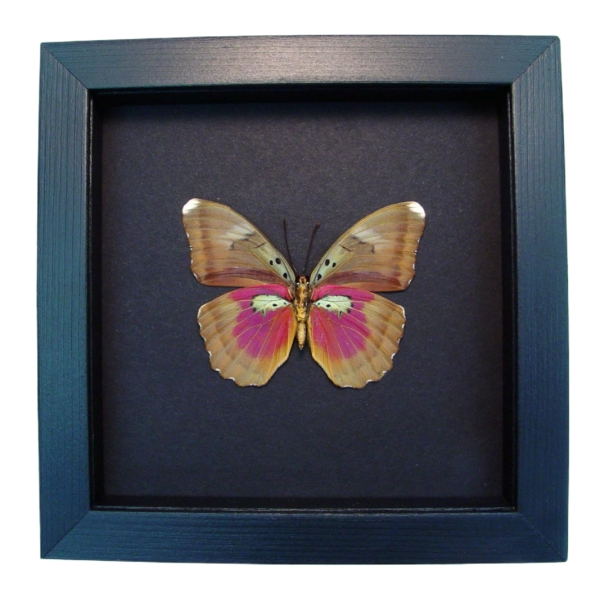 Real Framed Butterfly Euphaedra hollandi Female Pink African Insect Moonlight Display