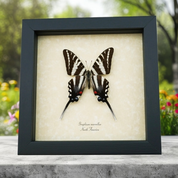 Graphium Marcellus Large Zebra Swallowtail Butterfly Framed Taxidermy Display