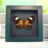 Framed Red Postman Butterfly Heliconius erato Taxidermy Moonlight Display