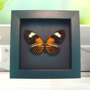 Framed Red Postman Butterfly Heliconius erato Taxidermy Moonlight Display