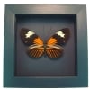 Framed Red Postman Butterfly Heliconius erato Taxidermy Moonlight Display