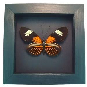 Framed Red Postman Butterfly Heliconius erato Taxidermy Moonlight Display