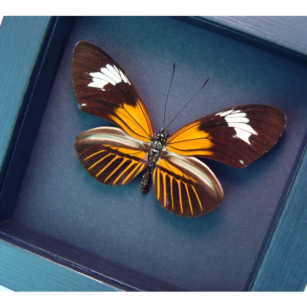 Heliconius erato Red Postman Red Passion Flower Butterfly Moonlight Display Framed Taxidermy