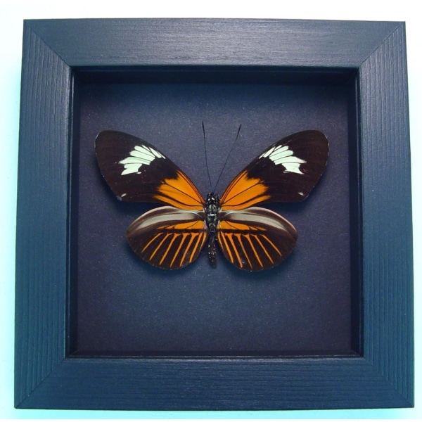 Heliconius erato Red Postman Red Passion Flower Butterfly Moonlight Display Framed Taxidermy