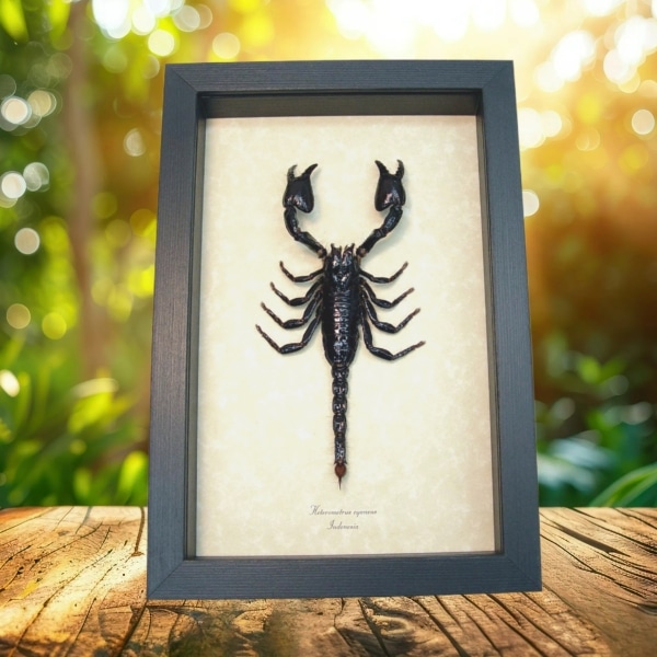 Real Framed Fighting Scorpion Heterometrus cyaneus Insect Taxidermy Display