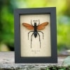Giant Tarantula Hawk Wasp Pepsis heros female 3 inch Framed Taxidermy Display