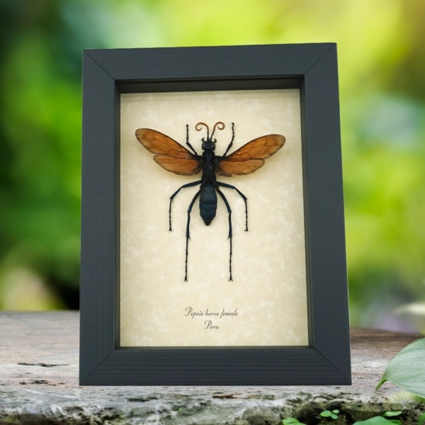Giant Tarantula Hawk Wasp Pepsis heros female 2.75 inch Framed Taxidermy Display