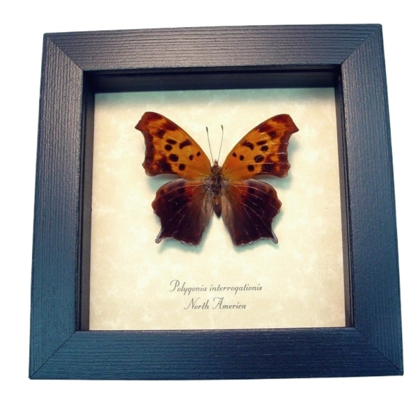 Question Mark Butterfly Polygonia interrogationis Female Framed Taxidermy Display