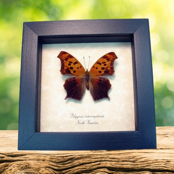 Question Mark Butterfly Polygonia interrogationis Female Framed Taxidermy Display