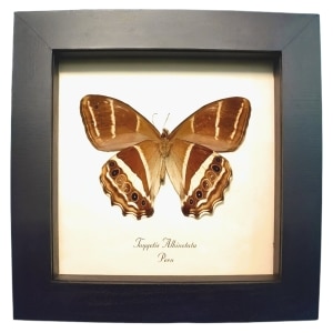Solar System Satyridae Butterfly Taygetis albinotata Framed Taxidermy Display