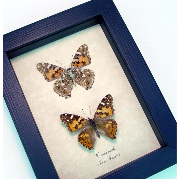 Painted Lady Butterflies Real Framed Vanessa cardui Pair