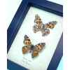 Painted Lady Butterflies Real Framed Vanessa cardui Pair
