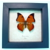 Zaretis isidora Leaf mimic Butterfly Framed Taxidermy Display