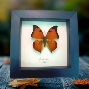 Framed Leaf mimic Butterfly Zaretis isidora Taxidermy Display