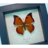 Zaretis isidora Leaf mimic Butterfly Framed Taxidermy Display
