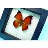Zaretis isidora Leaf mimic Butterfly Framed Taxidermy Display