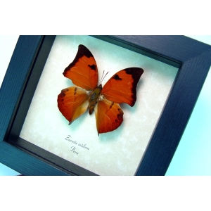 Zaretis isidora Leaf mimic Butterfly Framed Taxidermy Display