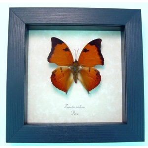 Zaretis isidora Leaf mimic Butterfly Framed Taxidermy Display