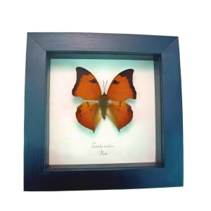 Framed Leaf mimic Butterfly Zaretis isidora Taxidermy Display