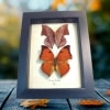 Framed Leaf mimic Butterflies Zaretis isidora Set Butterfly Taxidermy Display