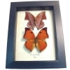 Framed Leaf mimic Butterflies Zaretis isidora Set Butterfly Taxidermy Display