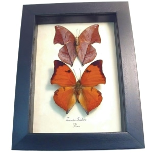 Framed Leaf mimic Butterflies Zaretis isidora Set Butterfly Taxidermy Display