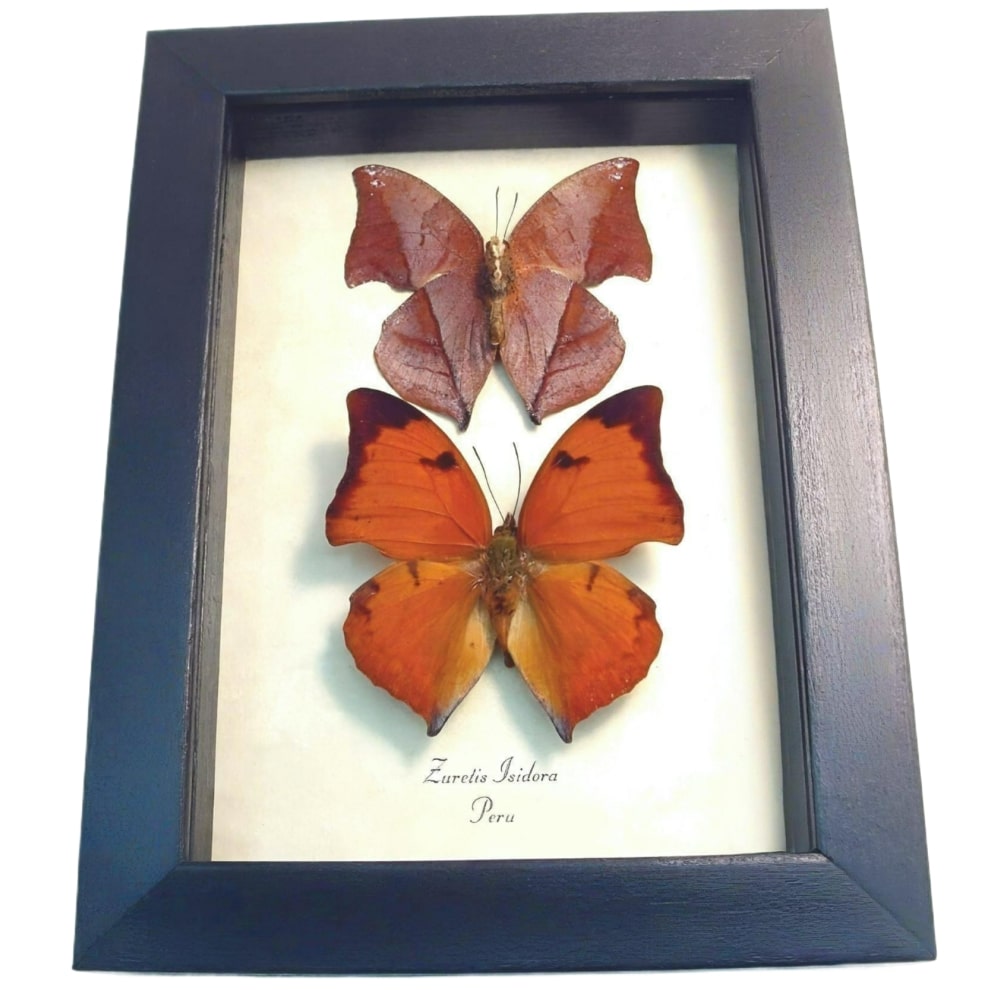 Framed Leaf mimic Butterflies Zaretis isidora Set Butterfly Taxidermy Display