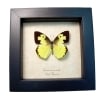 Zerene cesonia Male Southern Dogface Butterfly Framed Taxidermy