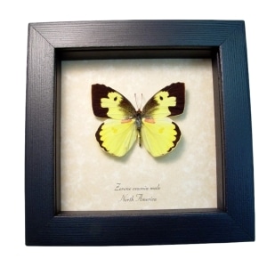 Zerene cesonia Male Southern Dogface Butterfly Framed Taxidermy