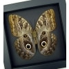 Real Framed Owl Butterfly Caligo placidianus Taxidermy Moonlight Display