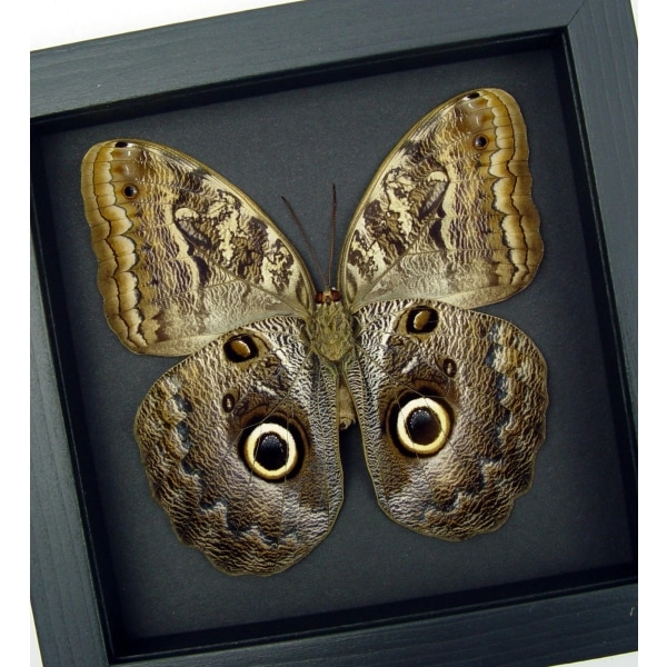 Real Framed Owl Butterfly Caligo placidianus Taxidermy Moonlight Display
